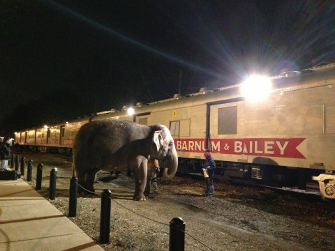 Circus Elephant