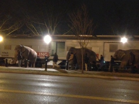 Three Elephants