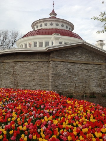 Blooms