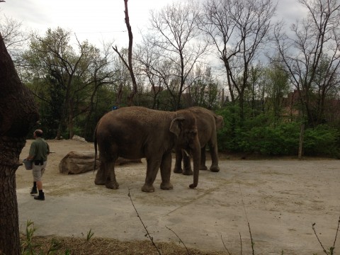 Heffalumps