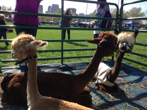 Freshly Sheared Alpacas
