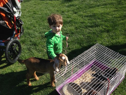 Trey, Goat Handler