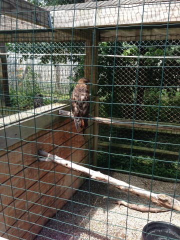 Red Tailed Hawk