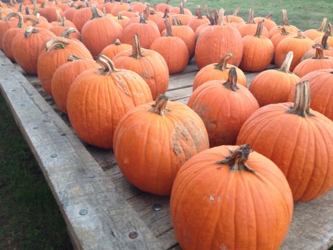 Lots O' Pumpkins