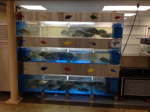 Live Fish