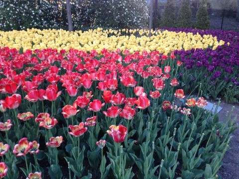 Tulips