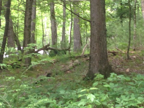 Black Bear