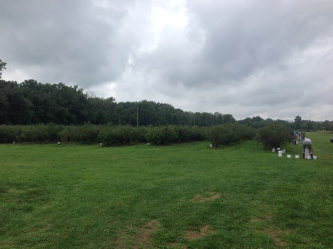 Blueberry Field