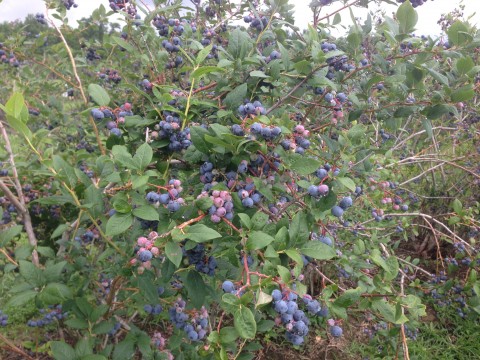Ready For Picking