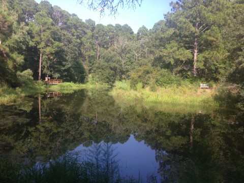 Pond