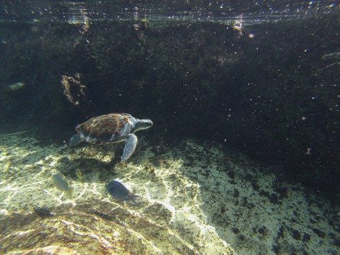 Turtle Swim