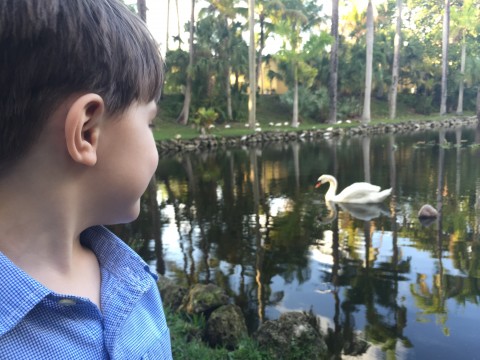 Giant Swan