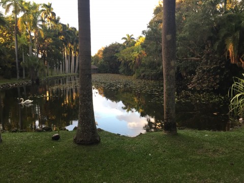 Bonnet House Slough and Swan