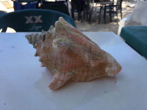 Conch Shell