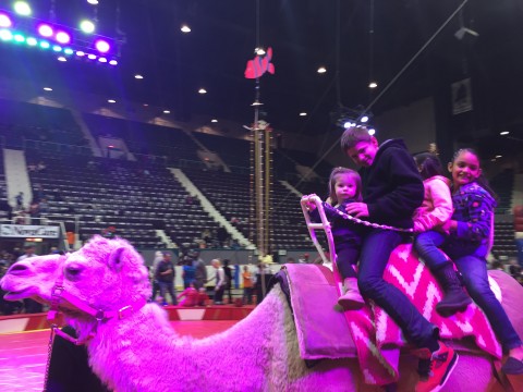 Camel Ride