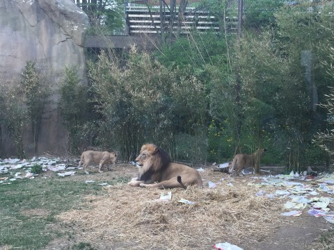 Lion Cubs