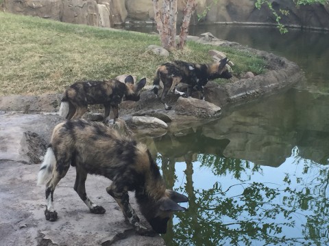 African Painted Dog Pups