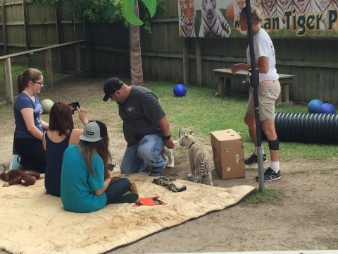 Tiger Encounter