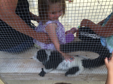 Lemur Encounters