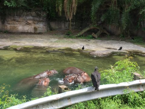 Hippos