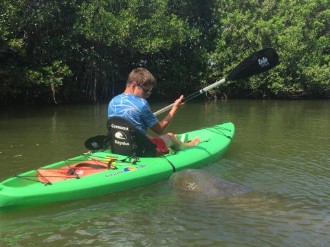 Manatee Attack