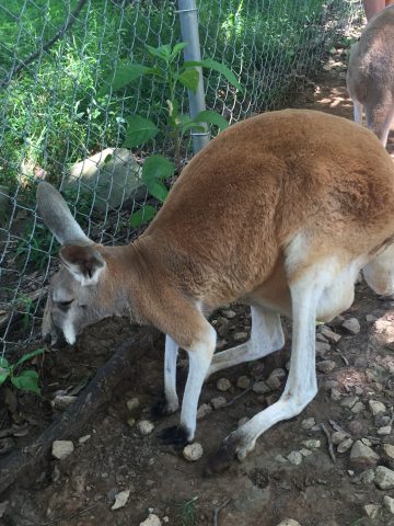 Red Kangaroo