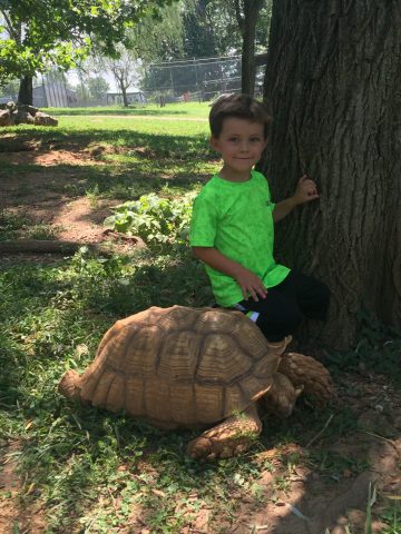 Sulcata Tortoise